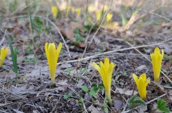 Vetővirág (Sternbergia colchiciflora) / Fotó: Kovács Hajnalka (BfNPI)