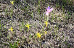 Vetővirág (Sternbergia colchiciflora) / Fotó: Pánczél Mátyás (BfNPI)