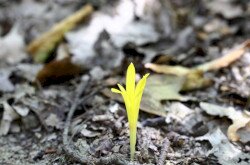 Vetővirág (Sternbergia colchiciflora) / Fotó: Pánczél Mátyás (BfNPI)