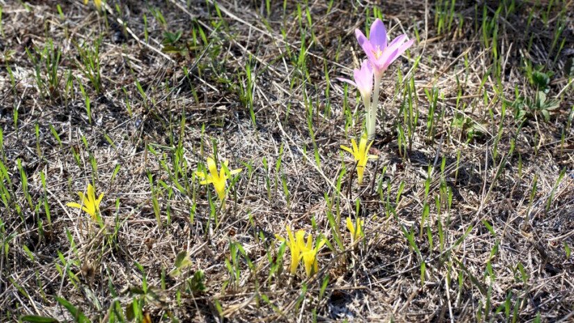 Vetővirág (Sternbergia colchiciflora) / Fotó: Pánczél Mátyás (BfNPI)