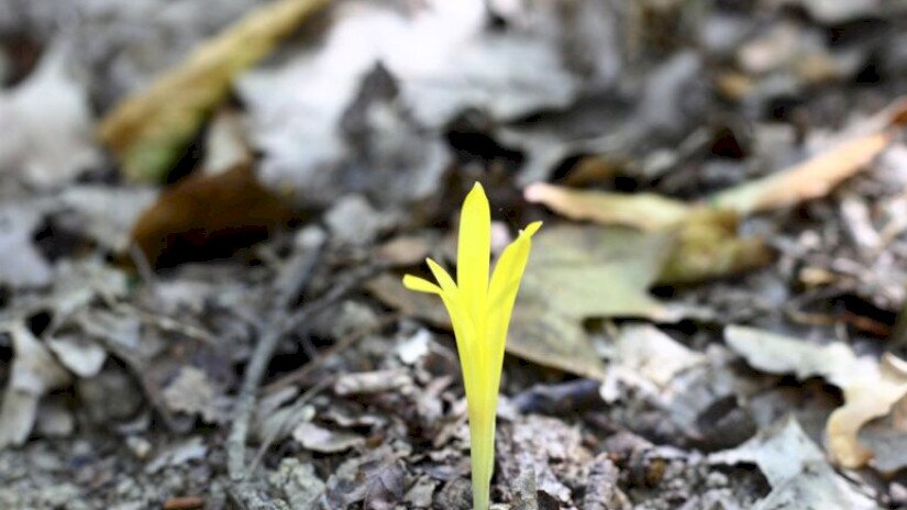 Vetővirág (Sternbergia colchiciflora) / Fotó: Pánczél Mátyás (BfNPI)