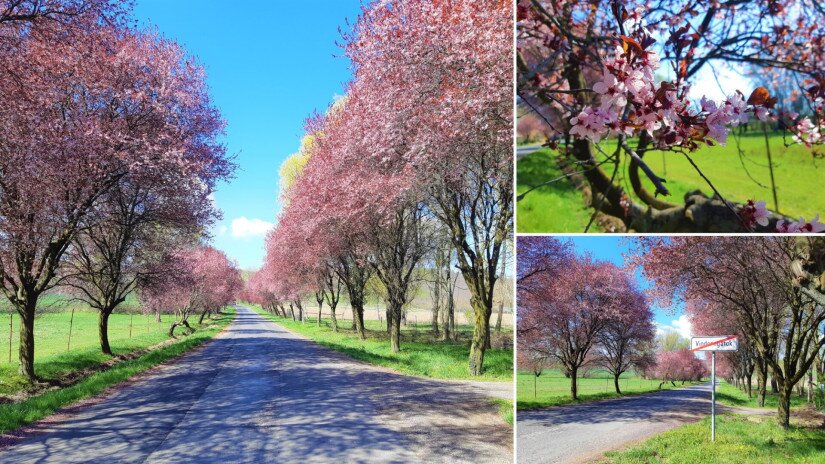 Vindornyafoki virágzó vérszilva (Prunus cerasifera ’Atropurpurea’) fasor részletek