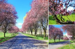 Vindornyafoki virágzó vérszilva (Prunus cerasifera ’Atropurpurea’) fasor részletek