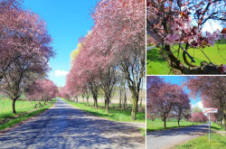 Vindornyafoki virágzó vérszilva (Prunus cerasifera ’Atropurpurea’) fasor részletek