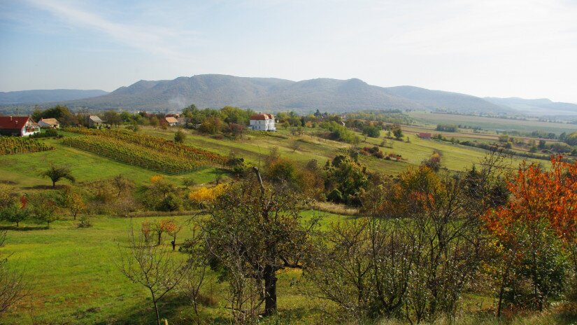 Vineyard in Zalaszántó