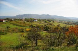 Vineyard in Zalaszántó