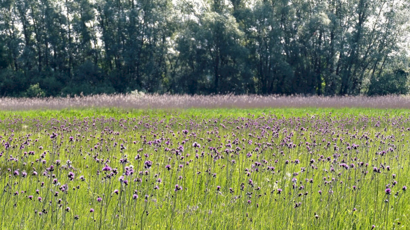 Virágzó „csermelyaszat-tenger” Hahóton