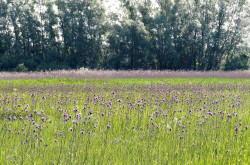 Virágzó „csermelyaszat-tenger” Hahóton