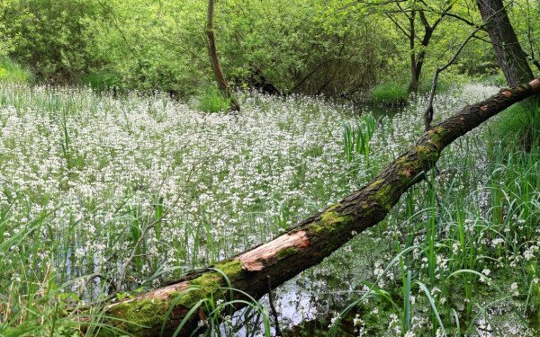 Újonnan megfigyelt láperdőre bukkantak Zala vármegye déli részén, a Balaton-felvidéki Nemzeti Park Igazgatóság területén