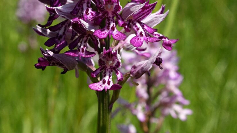 Vitézkosbor (Orchis militaris)