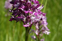 Vitézkosbor (Orchis militaris)