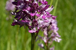 Vitézkosbor (Orchis militaris)