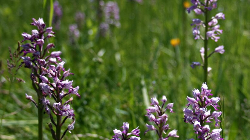 Vitézkosbor (Orchis militaris)