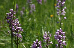 Vitézkosbor (Orchis militaris)