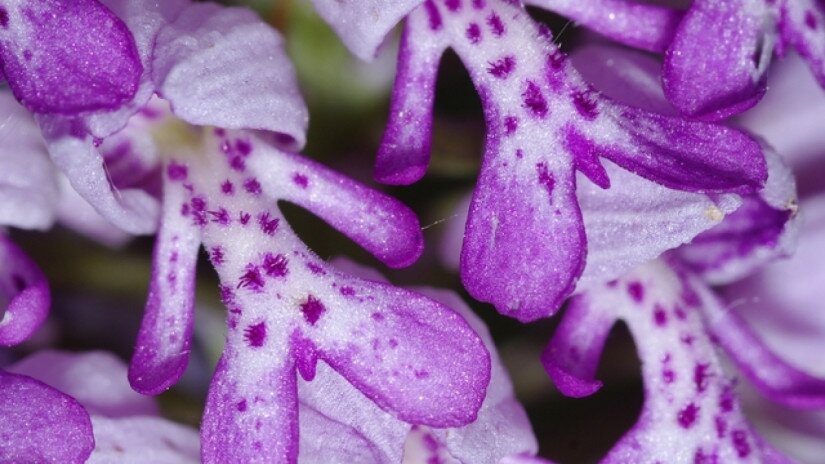 Vitézkosbor (Orchis militaris)