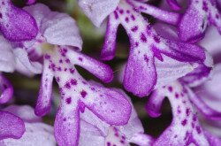 Vitézkosbor (Orchis militaris)