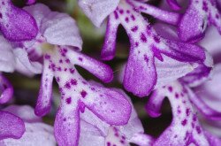 Vitézkosbor (Orchis militaris)