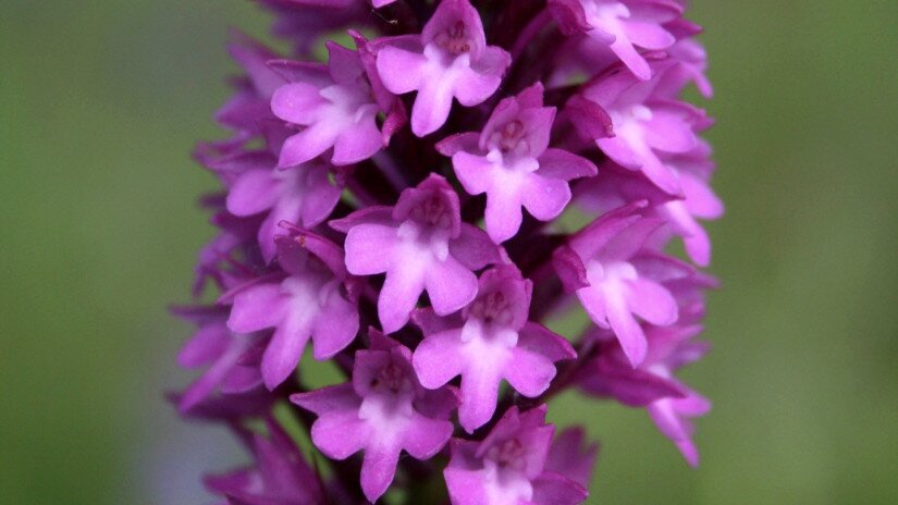 Vitézvirág  (Anacamptis pyramidalis)