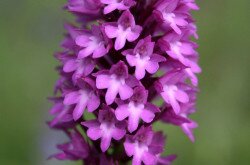 Vitézvirág  (Anacamptis pyramidalis)