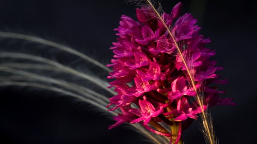 Vitézvirág  (Anacamptis pyramidalis)