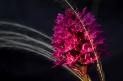 Vitézvirág  (Anacamptis pyramidalis)