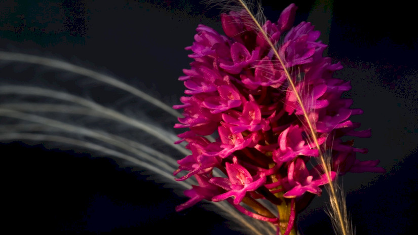 Vitézvirág  (Anacamptis pyramidalis)