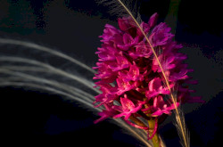 Vitézvirág  (Anacamptis pyramidalis)