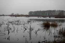 Vizes élőhely-rekonstrukciók a Balatonnál