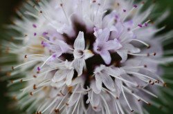 Vízi menta (Mentha aquatica) a Kis-Balatonon