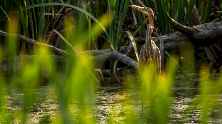 Gyalogos szakvezetés a Kis-Balatonon