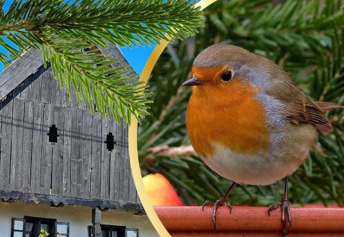 Madárgyűrűzési bemutató a Vörsi Tájháznál