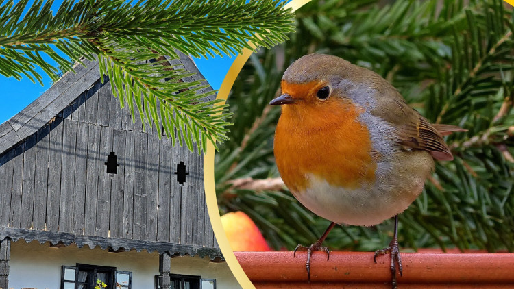 Madárgyűrűzési bemutató a Vörsi Tájháznál