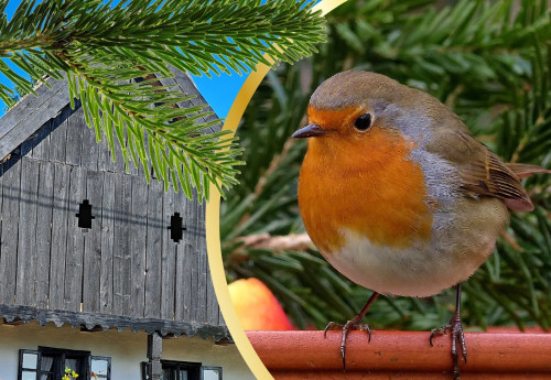 Madárgyűrűzési bemutató a Vörsi Tájháznál