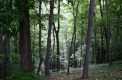 Wald im Bakony-Gebirge