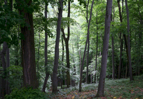 Bakony-Gebirge