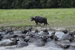 Wasserbüffel in Kápolnapuszta
