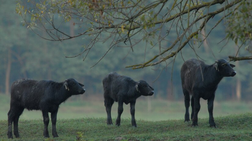 Water Buffalo 