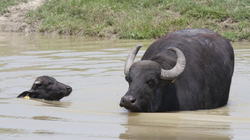 Water Buffalo