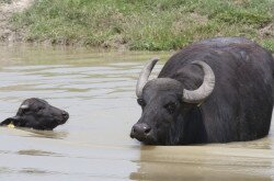 Water Buffalo