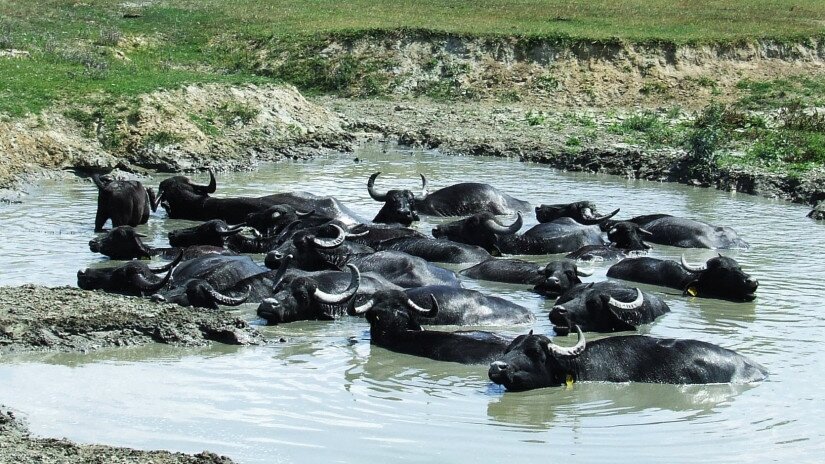 Water Buffalo in Kápolnapuszta