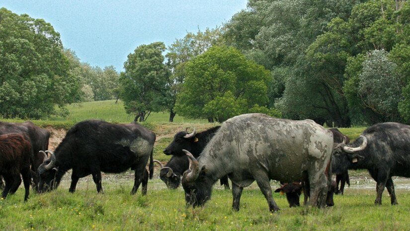 Water Buffalo in Kápolnapuszta