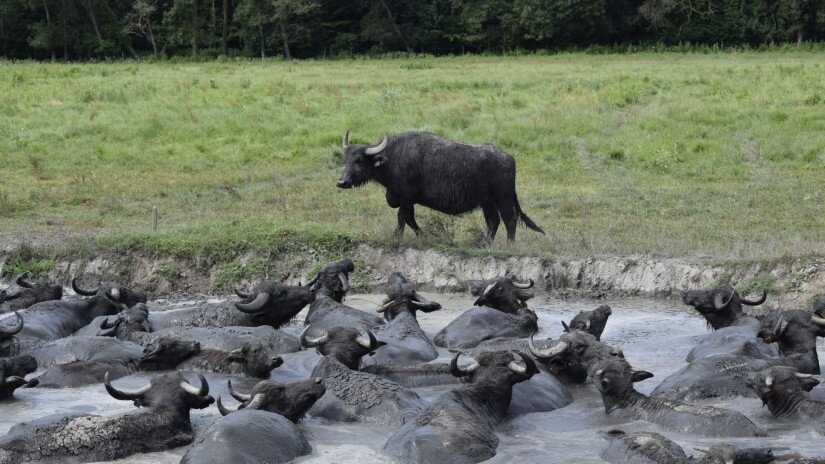 Water Buffalo in Kápolnapuszta