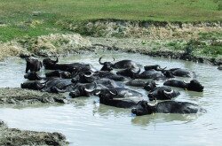 Water Buffalo in Kápolnapuszta