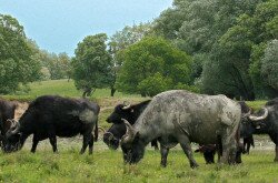 Water Buffalo in Kápolnapuszta