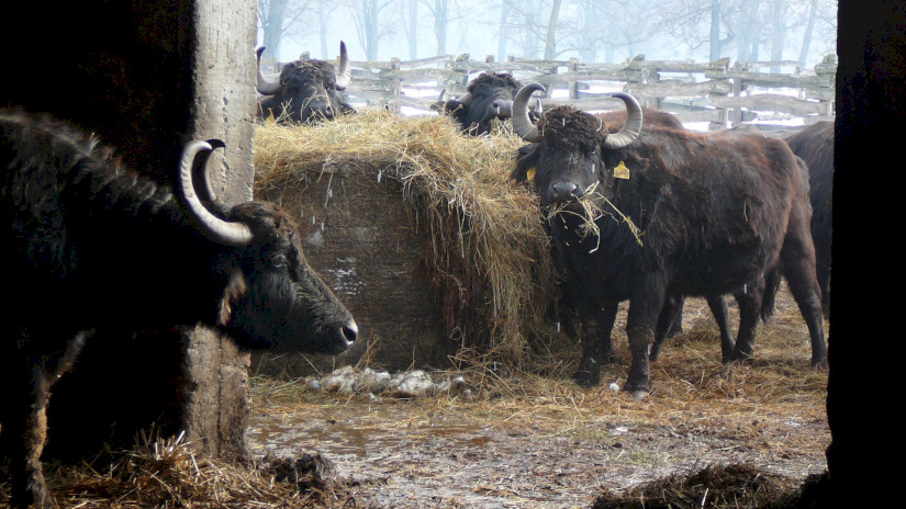 Water Buffalo in winter in Kápolnapuszta