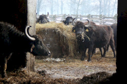Water Buffalo in winter in Kápolnapuszta