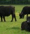 Water Buffalo Reserve, Kápolnapuszta