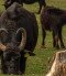 Water Buffalo Reserve, Kápolnapuszta