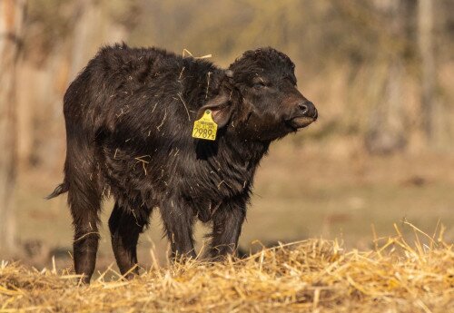 Water Buffalo Reserve, Kápolnapuszta