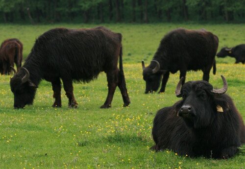 Water Buffalo Reserve, Kápolnapuszta